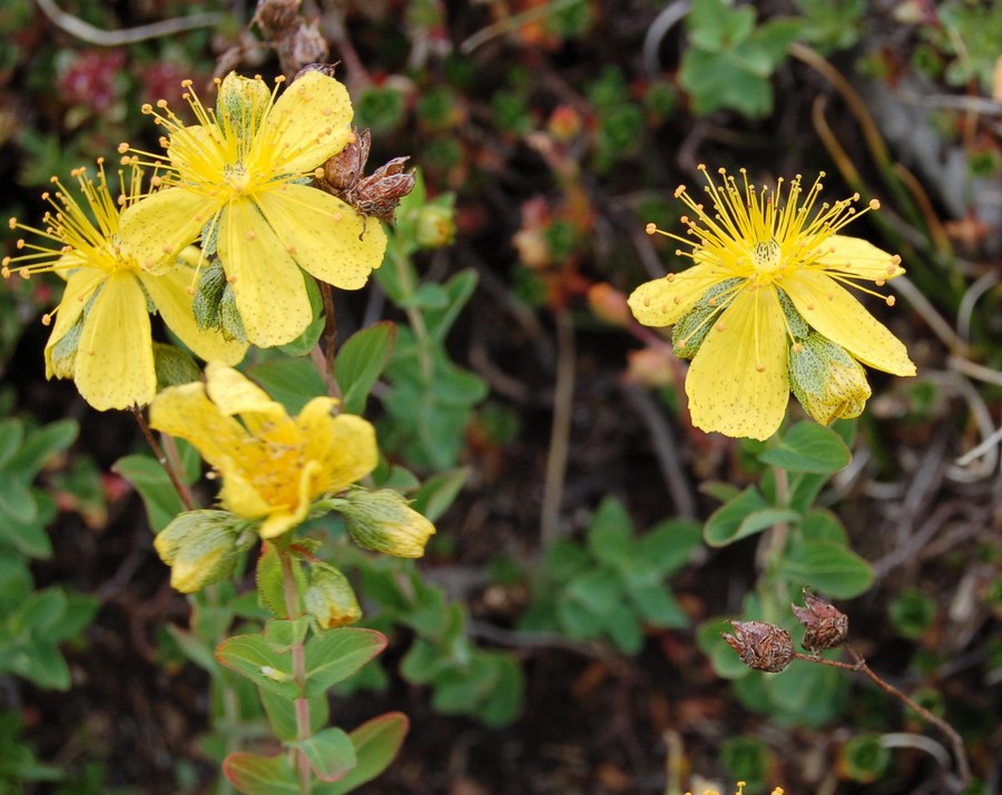 Fioriture magellensi